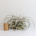 Tillandsia Xerographica Air Plant — Queen of Air Plants