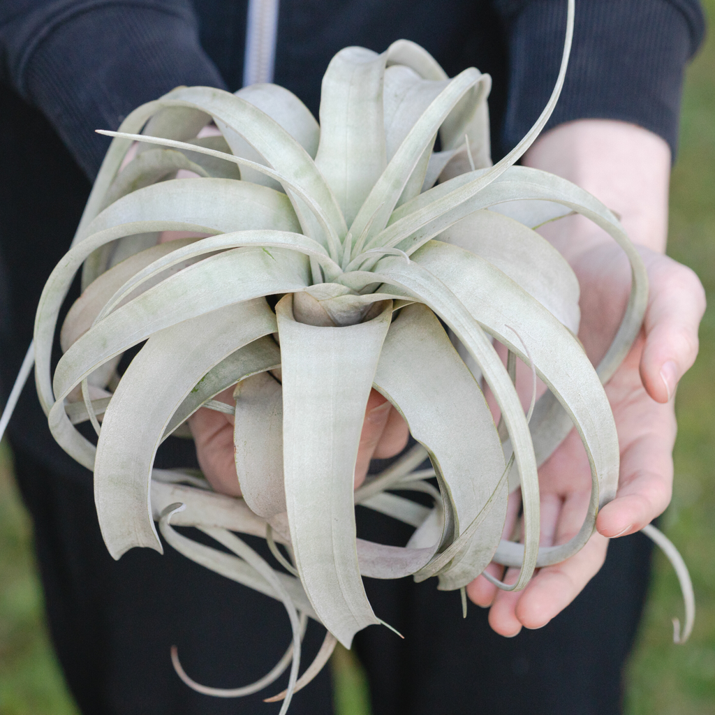 Tillandsia Xerographica Air Plant — Queen of Air Plants