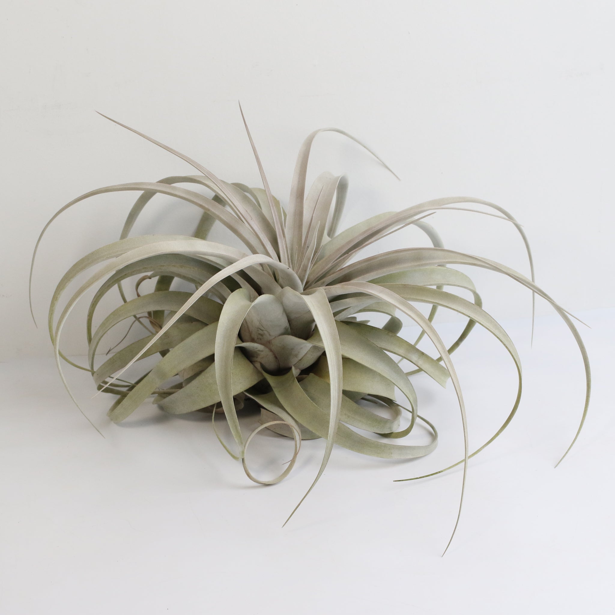 Tillandsia Xerographica Air Plant — Queen of Air Plants