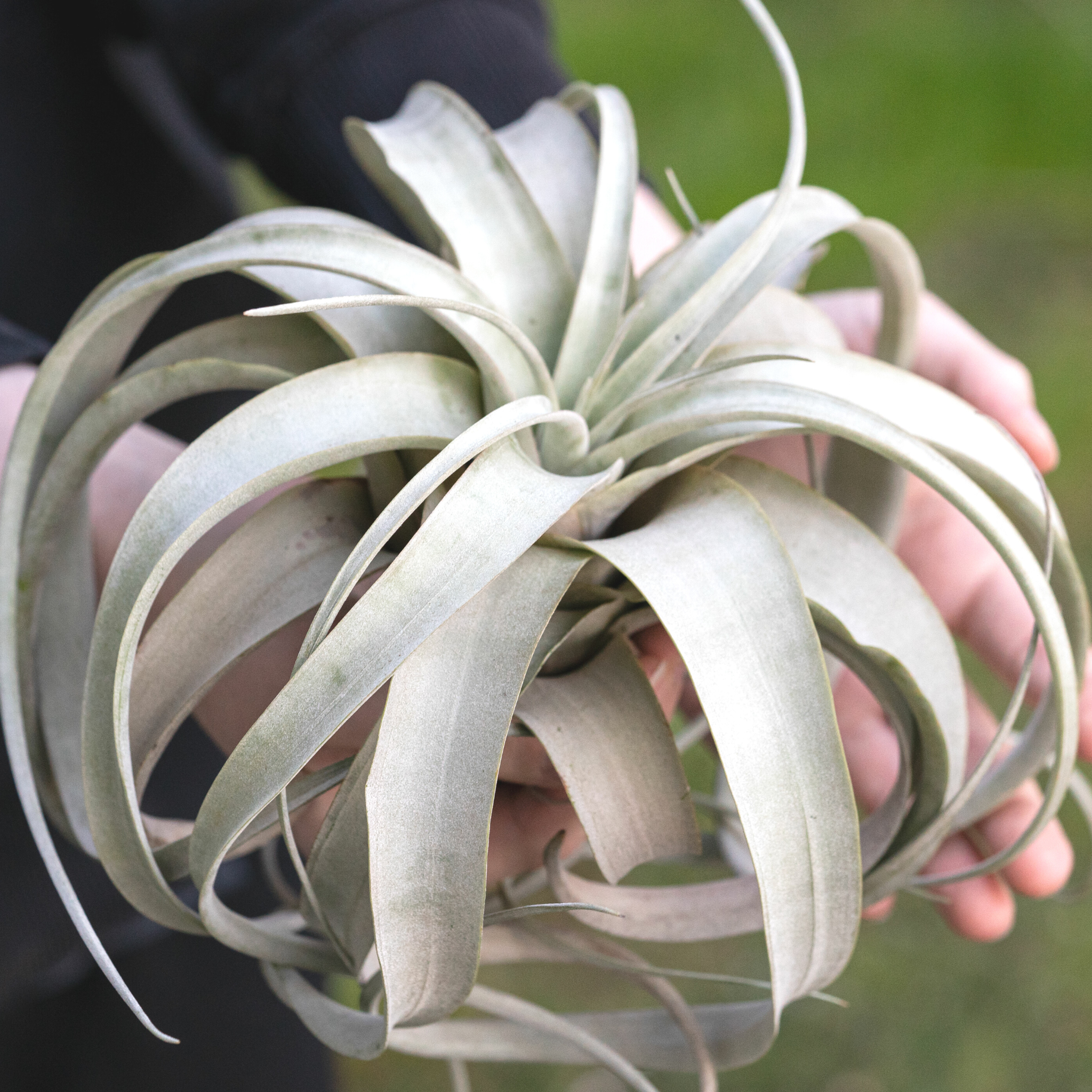 Tillandsia Xerographica Air Plant — Queen of Air Plants