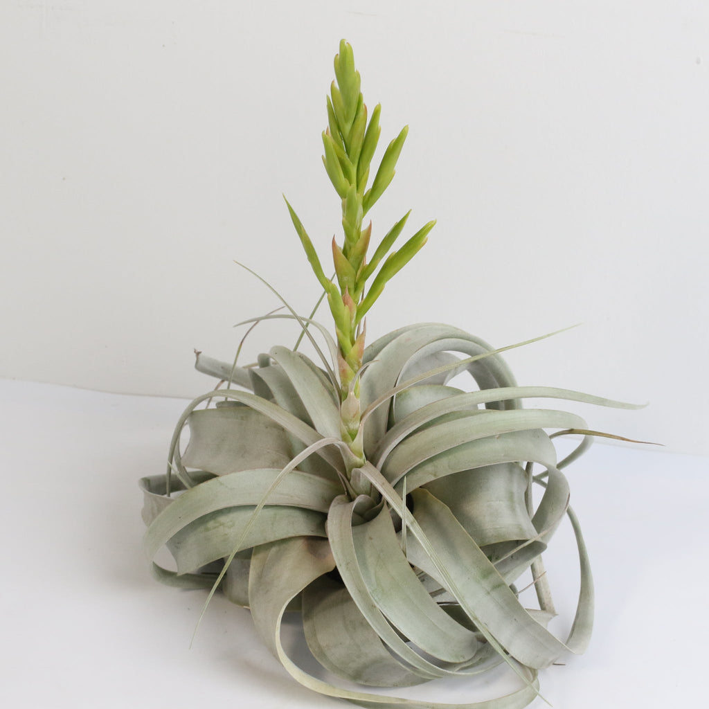 Tillandsia Xerographica Air Plant — Queen of Air Plants