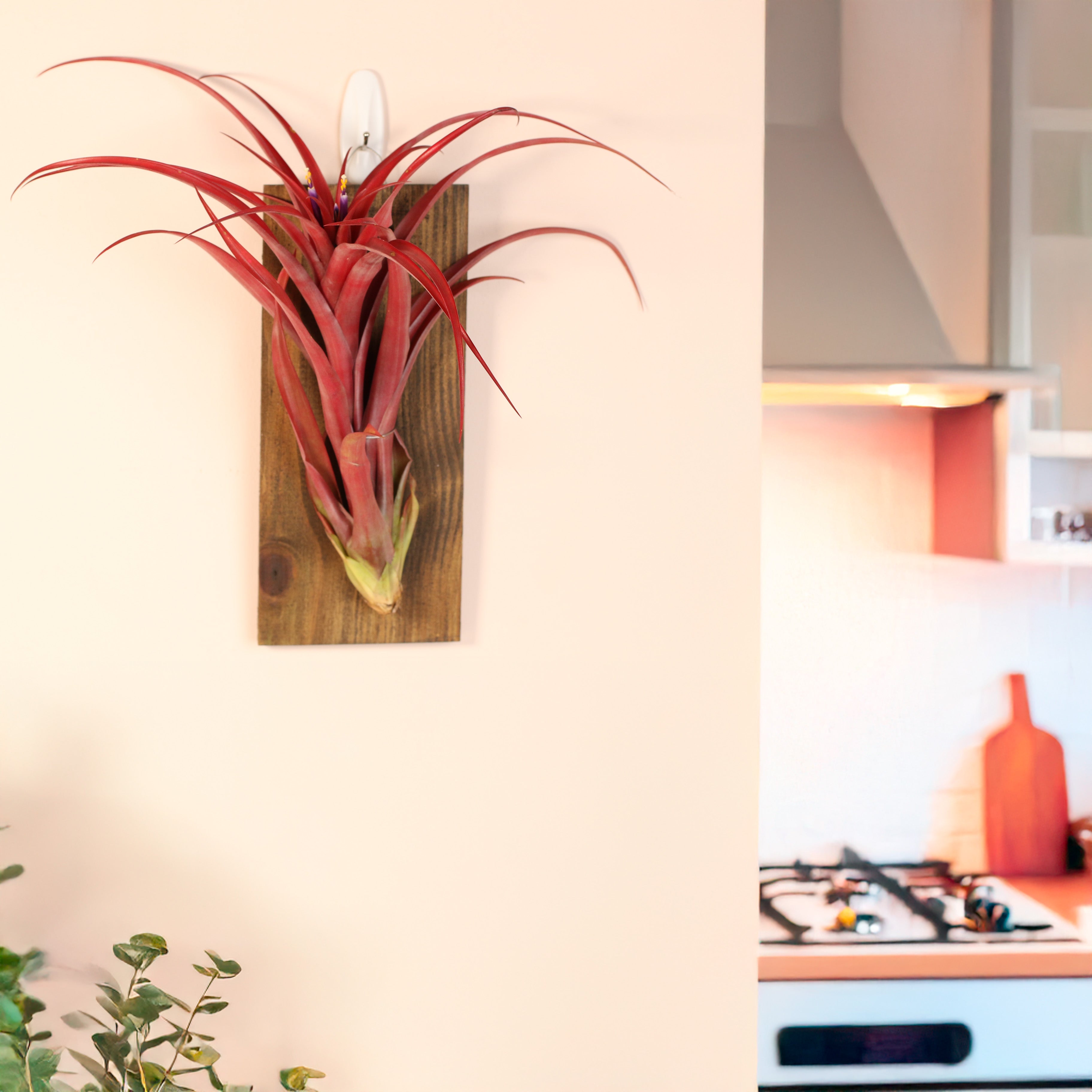 Tillandsia Capitata Red Extra Large