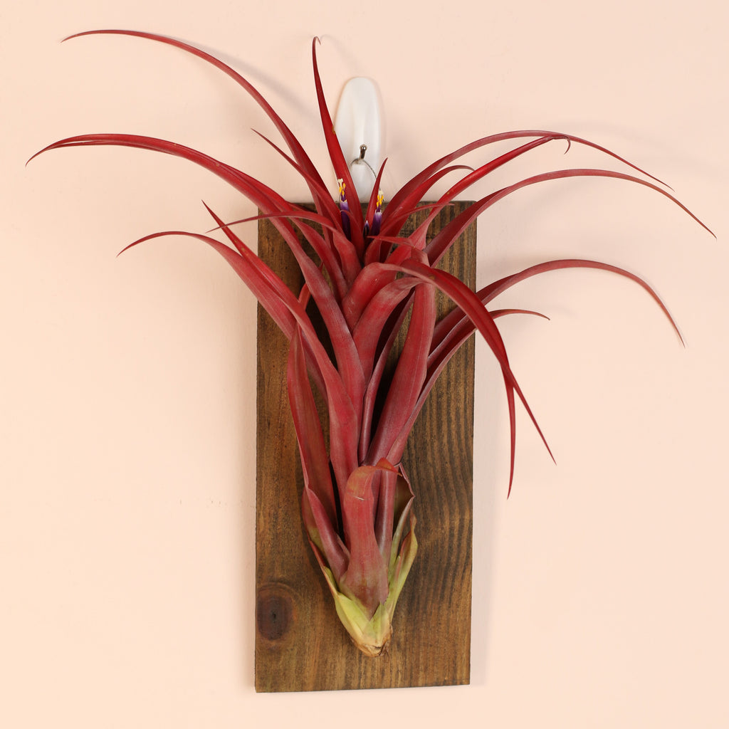 Tillandsia Capitata Red Extra Large