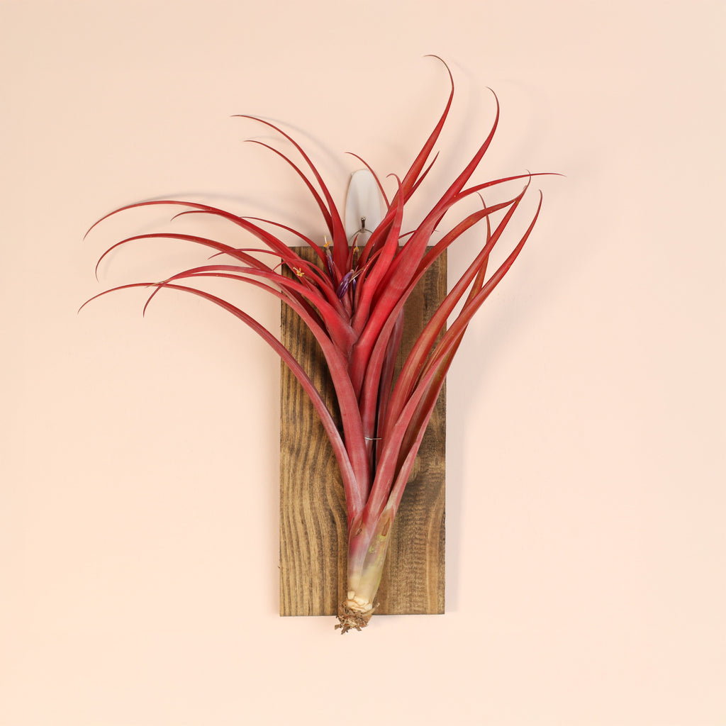Tillandsia Capitata Red Extra Large