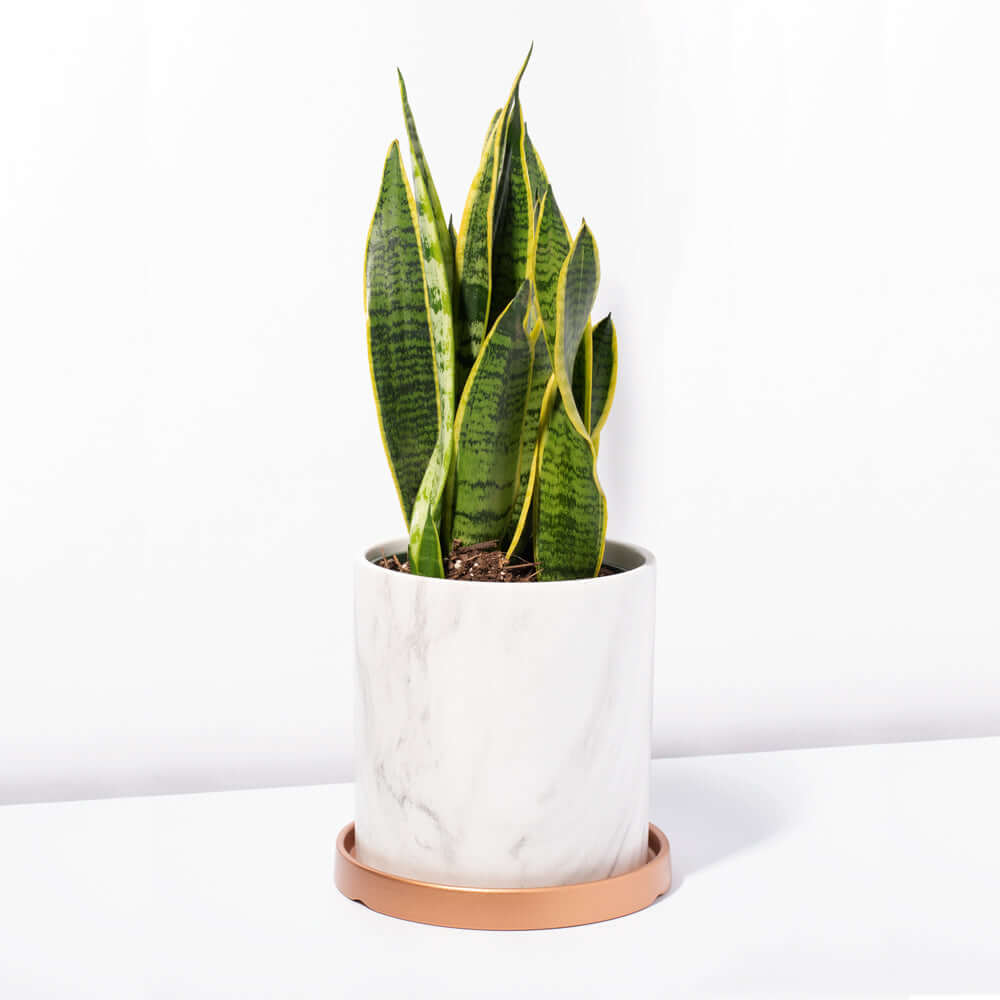 Variegated Golden Edge Sansevieria Snake Plant (Laurentii)