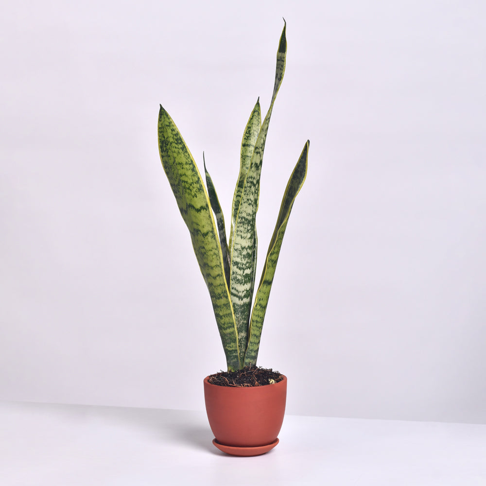 Variegated Golden Edge Sansevieria Snake Plant (Laurentii)