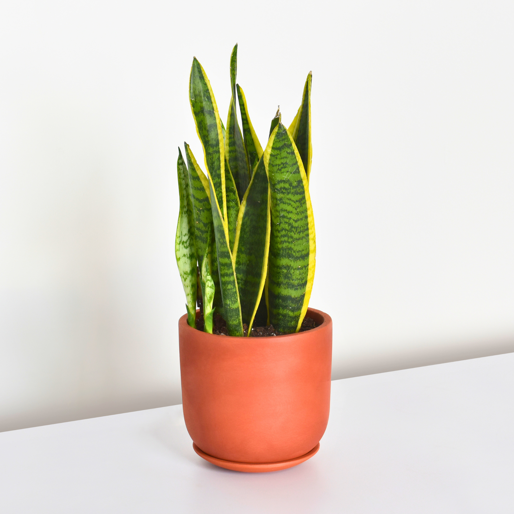 Variegated Golden Edge Sansevieria Snake Plant (Laurentii)