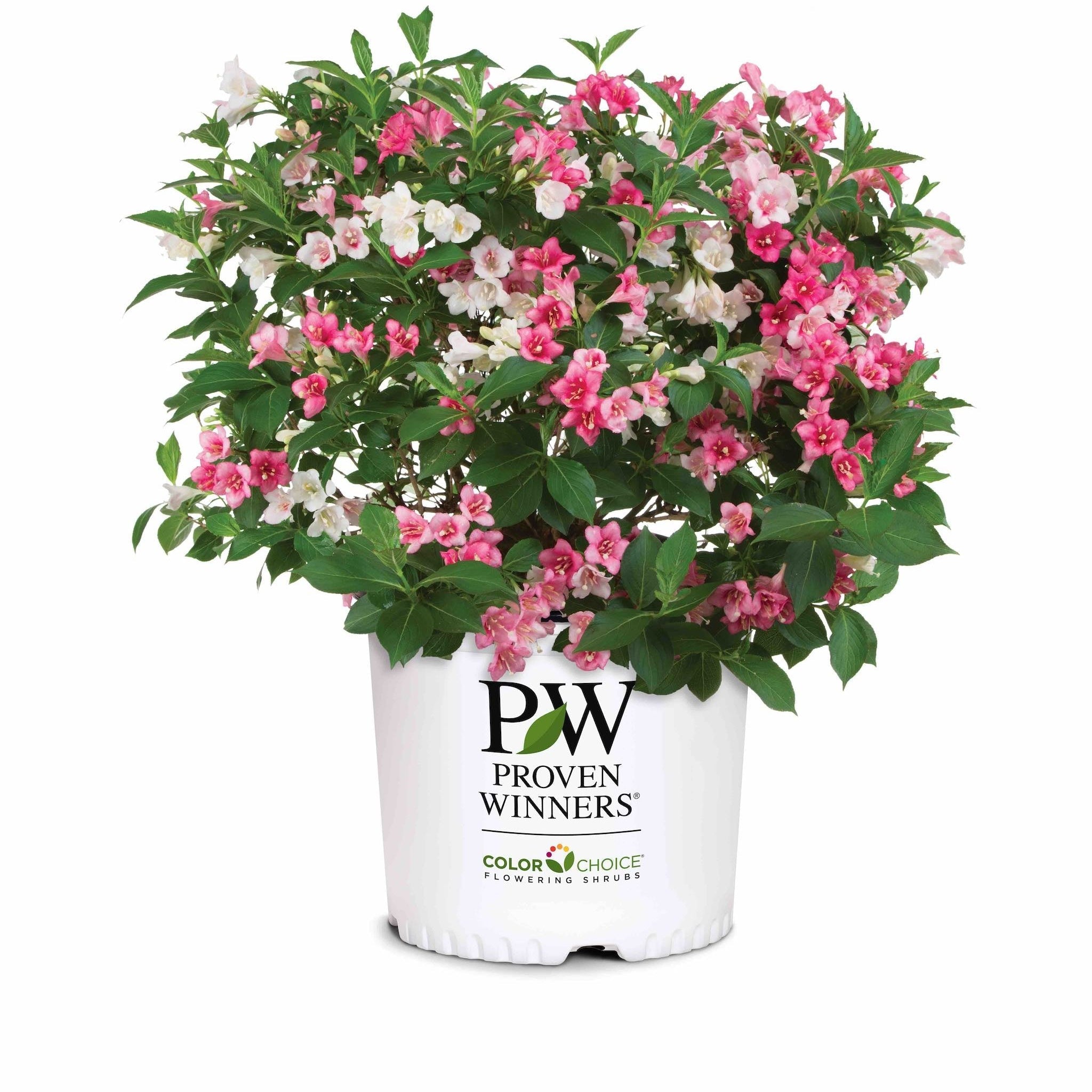 Czechmark Trilogy® Weigela