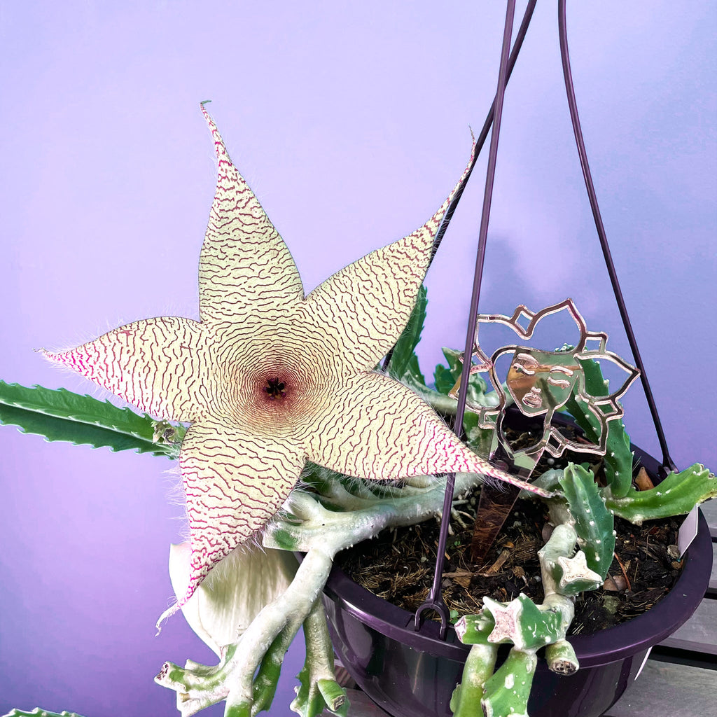 Stapelia Gigantea — Zulu Giant Starfish Succulent