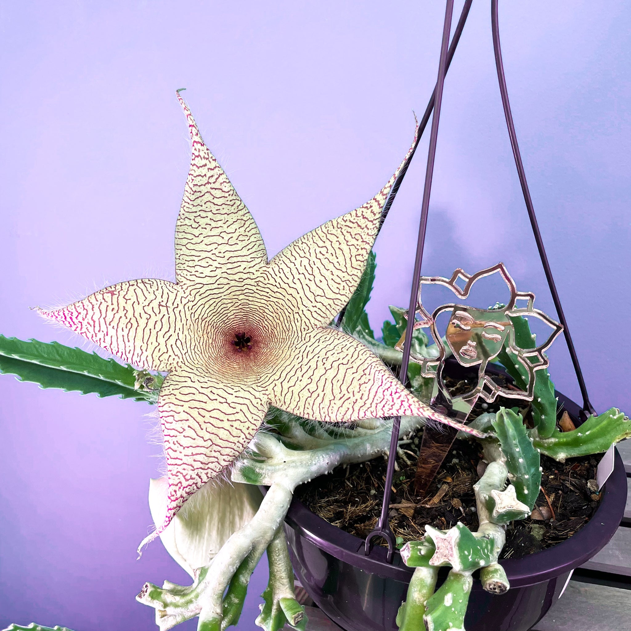 Stapelia Gigantea — Zulu Giant Starfish Succulent