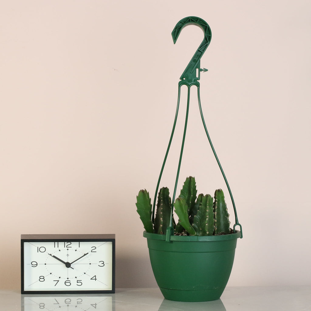 Stapelia Gigantea — Zulu Giant Starfish Succulent