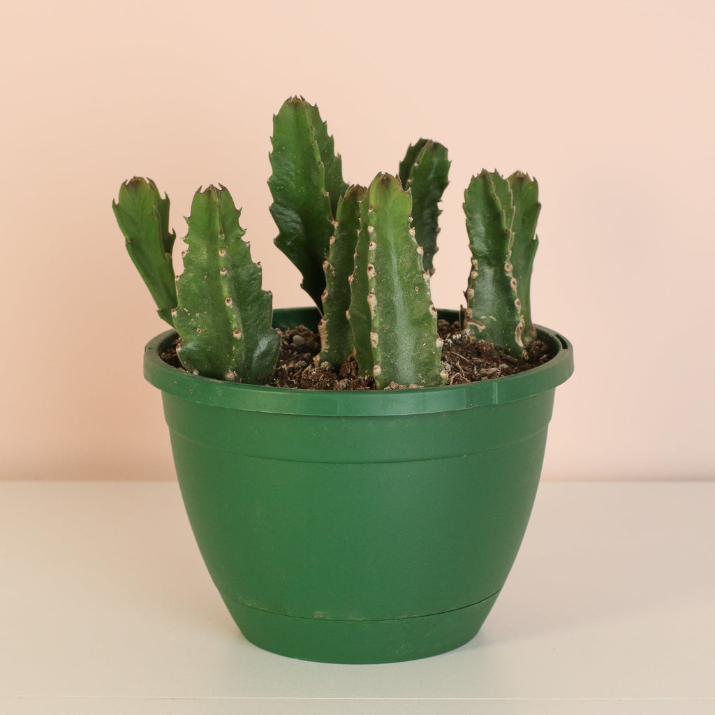 Stapelia Gigantea — Zulu Giant Starfish Succulent