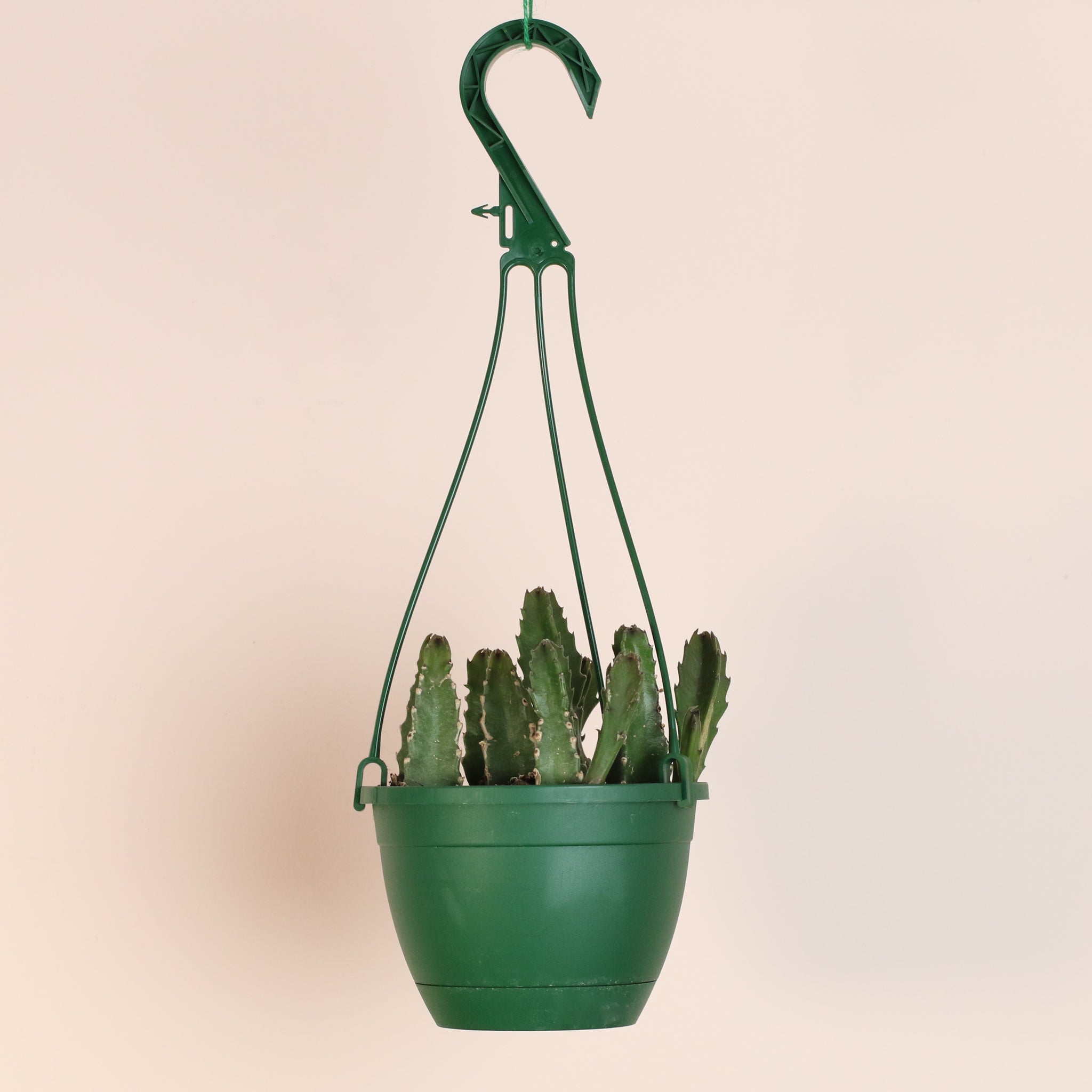Stapelia Gigantea — Zulu Giant Starfish Succulent