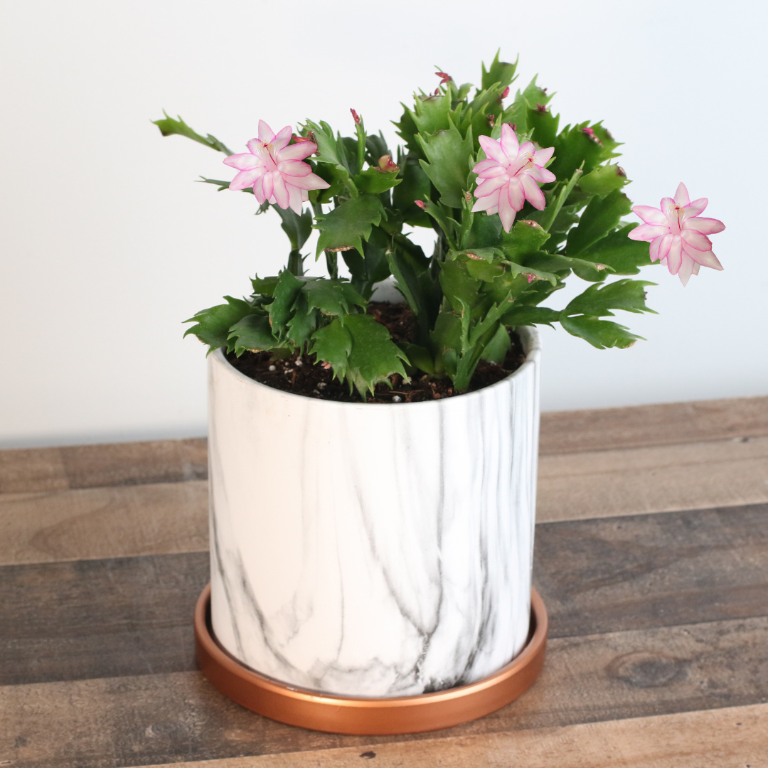 Zygo Cactus