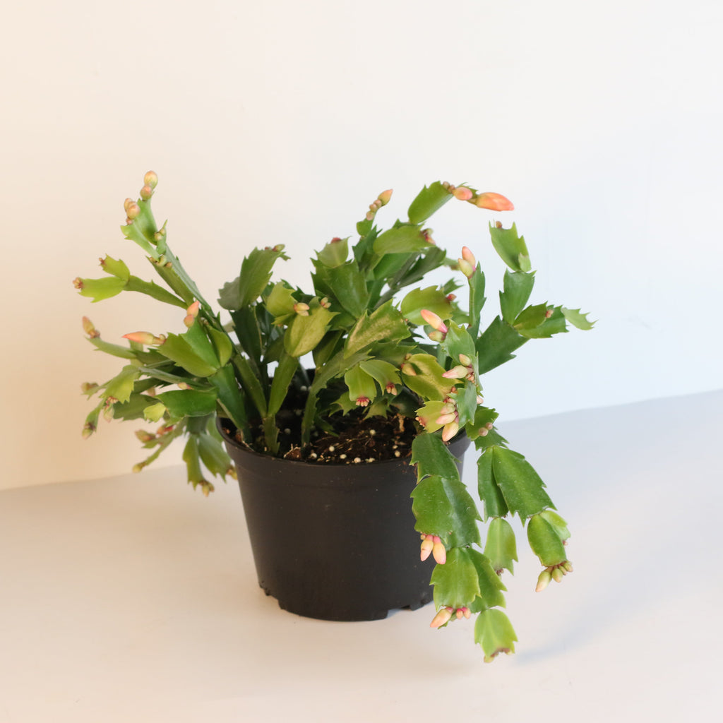 Zygo Cactus