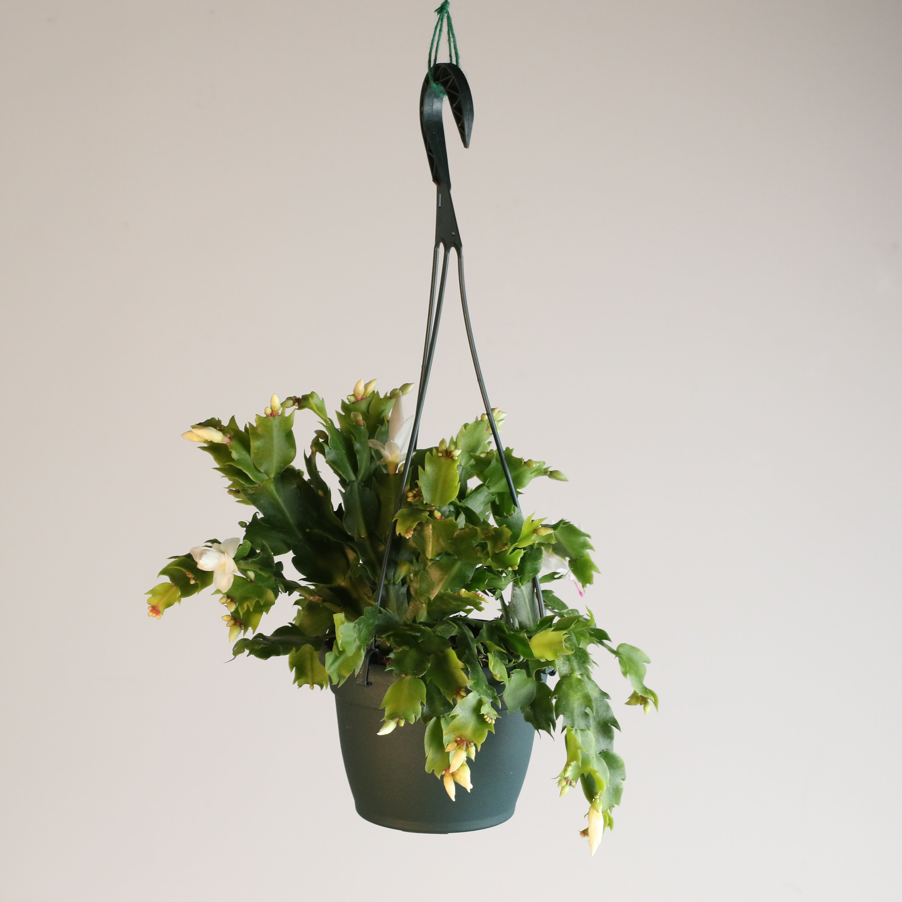 Zygo Cactus