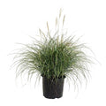 Adagio Maiden Grass - Cheeky Garden