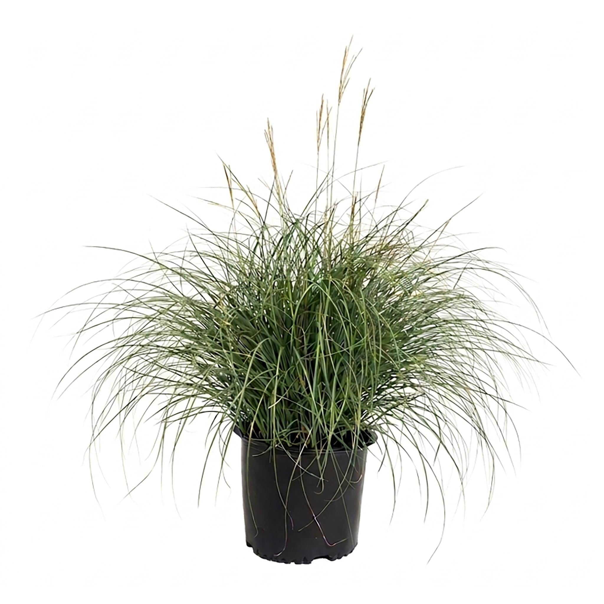 Adagio Maiden Grass - Cheeky Garden