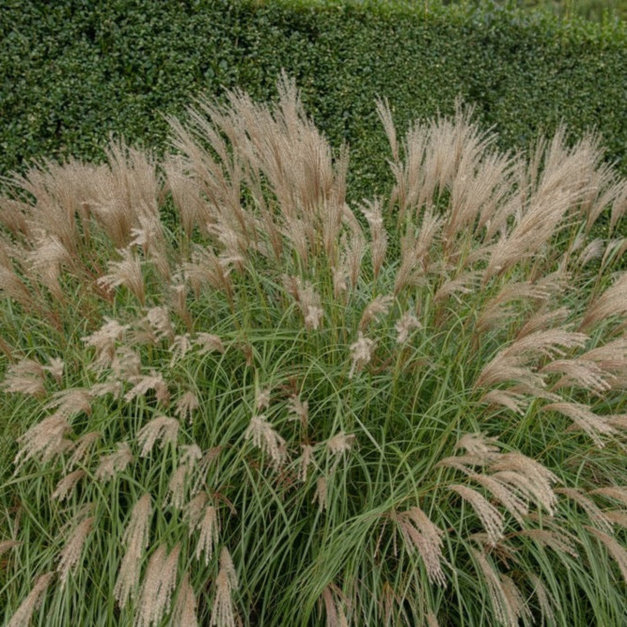 Adagio Maiden Grass - Cheeky Garden