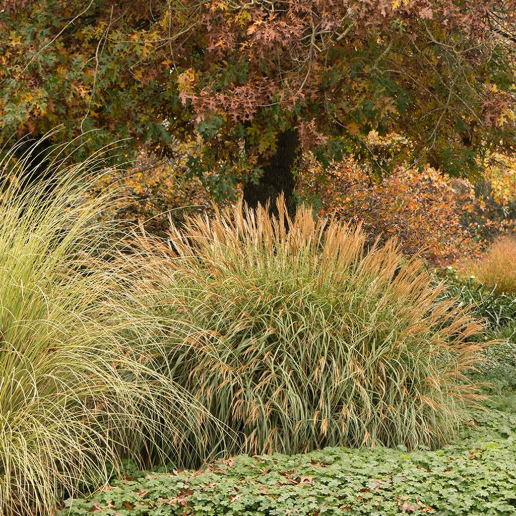 Adagio Maiden Grass - Cheeky Garden