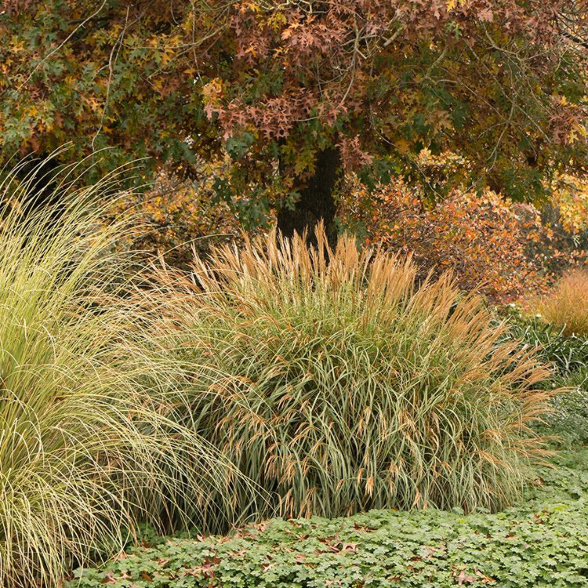 Adagio Maiden Grass - Cheeky Garden