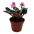 African Violet 'Pink' - Cheeky Garden