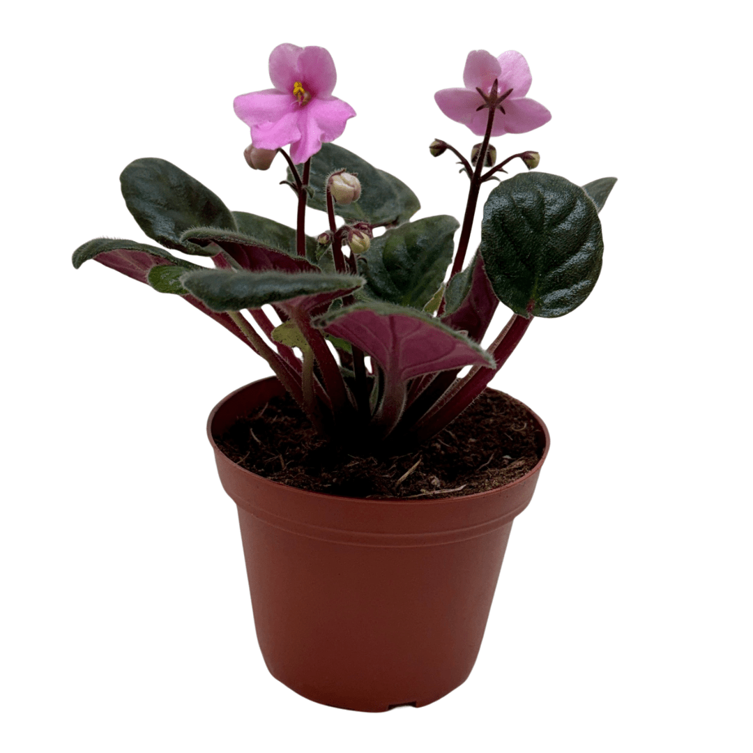 African Violet 'Pink' - Cheeky Garden