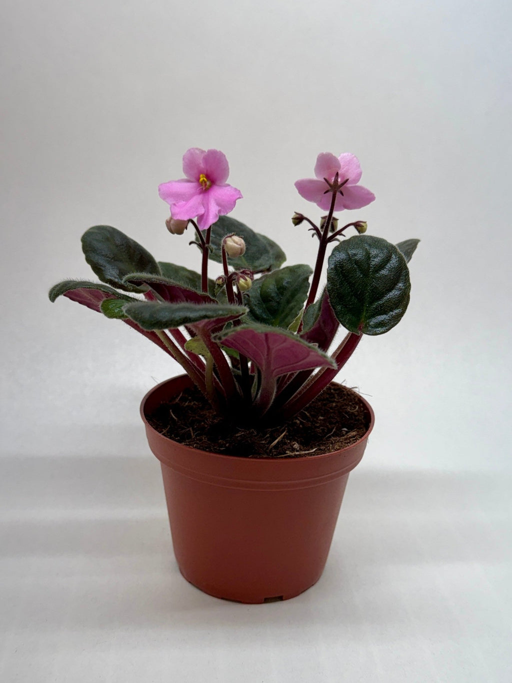 African Violet 'Pink' - Cheeky Garden