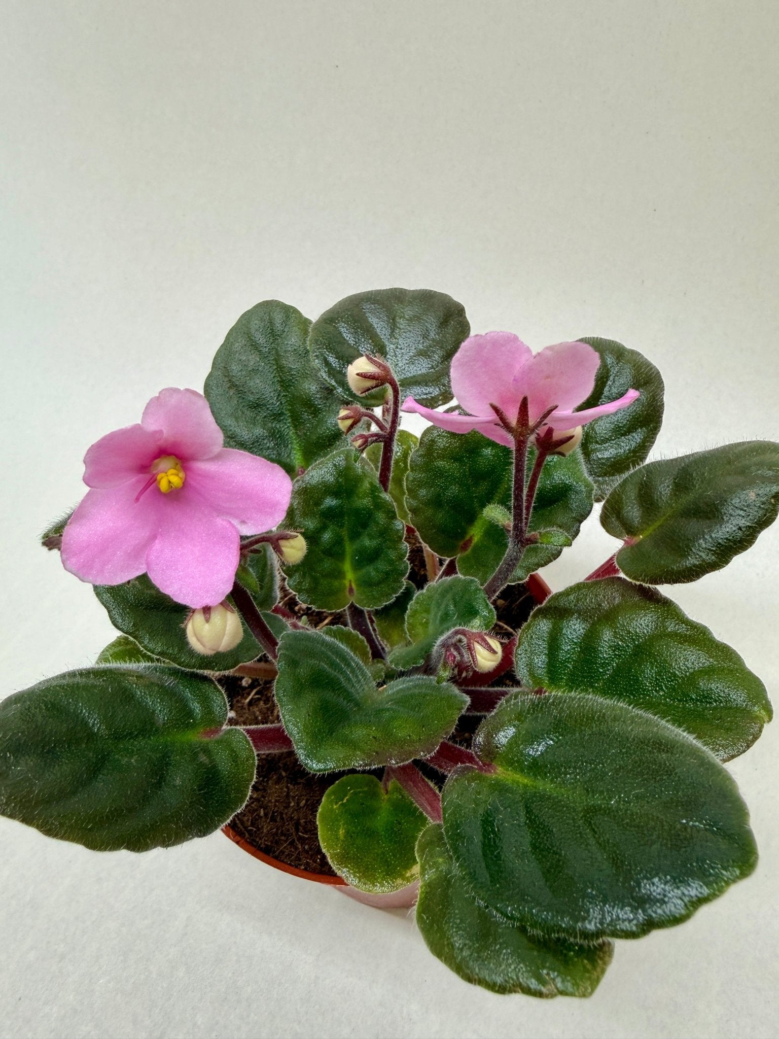 African Violet 'Pink' - Cheeky Garden