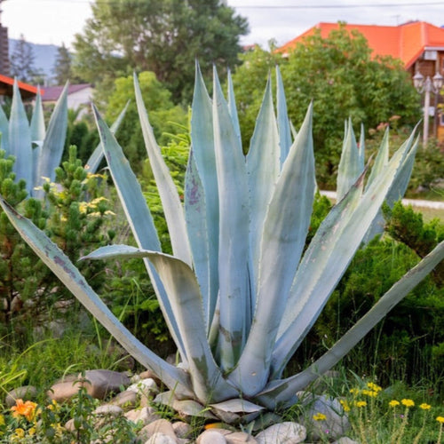 Agave Americana - Cheeky Garden