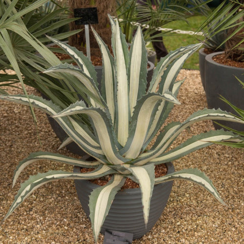 Agave Americana ‘Mediopicta Alba’ - Cheeky Garden