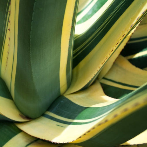 Agave Americana ‘Mediopicta Alba’ - Cheeky Garden