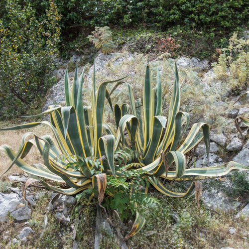Agave Americana ‘Variegata’ - Cheeky Garden