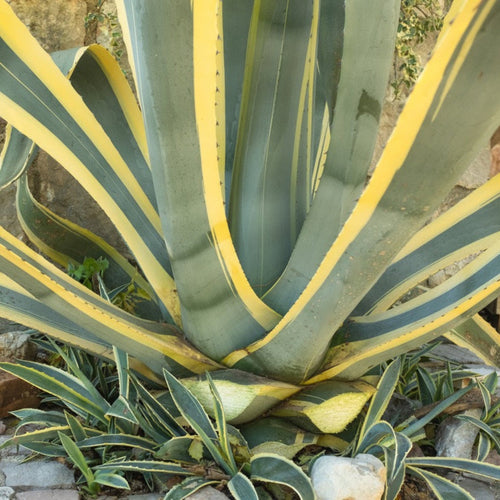 Agave Americana ‘Variegata’ - Cheeky Garden