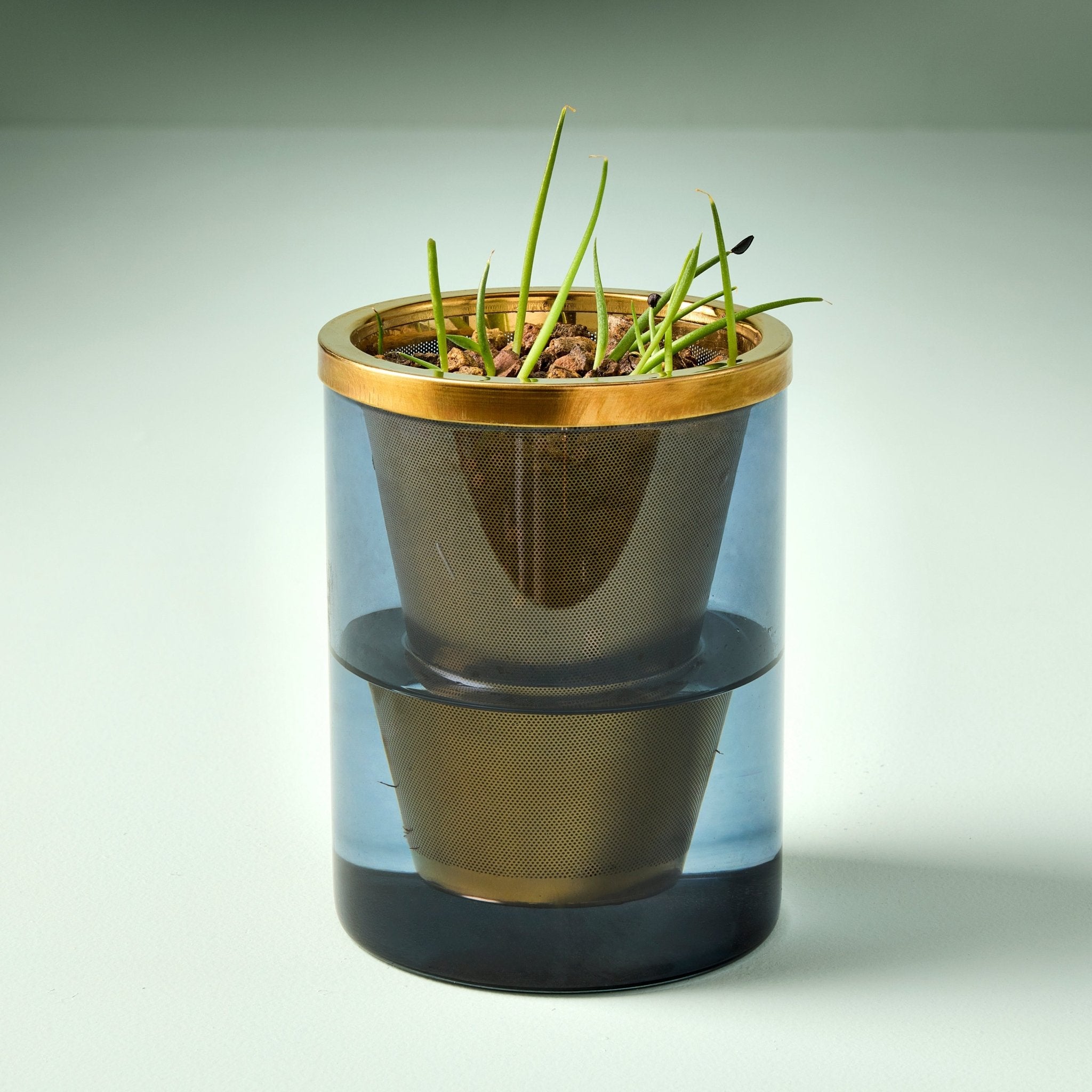 Agave Grow Kit - Cheeky Garden