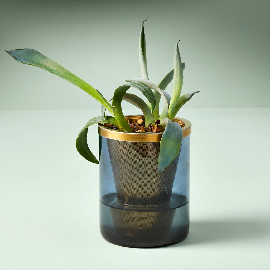 Agave Grow Kit - Cheeky Garden