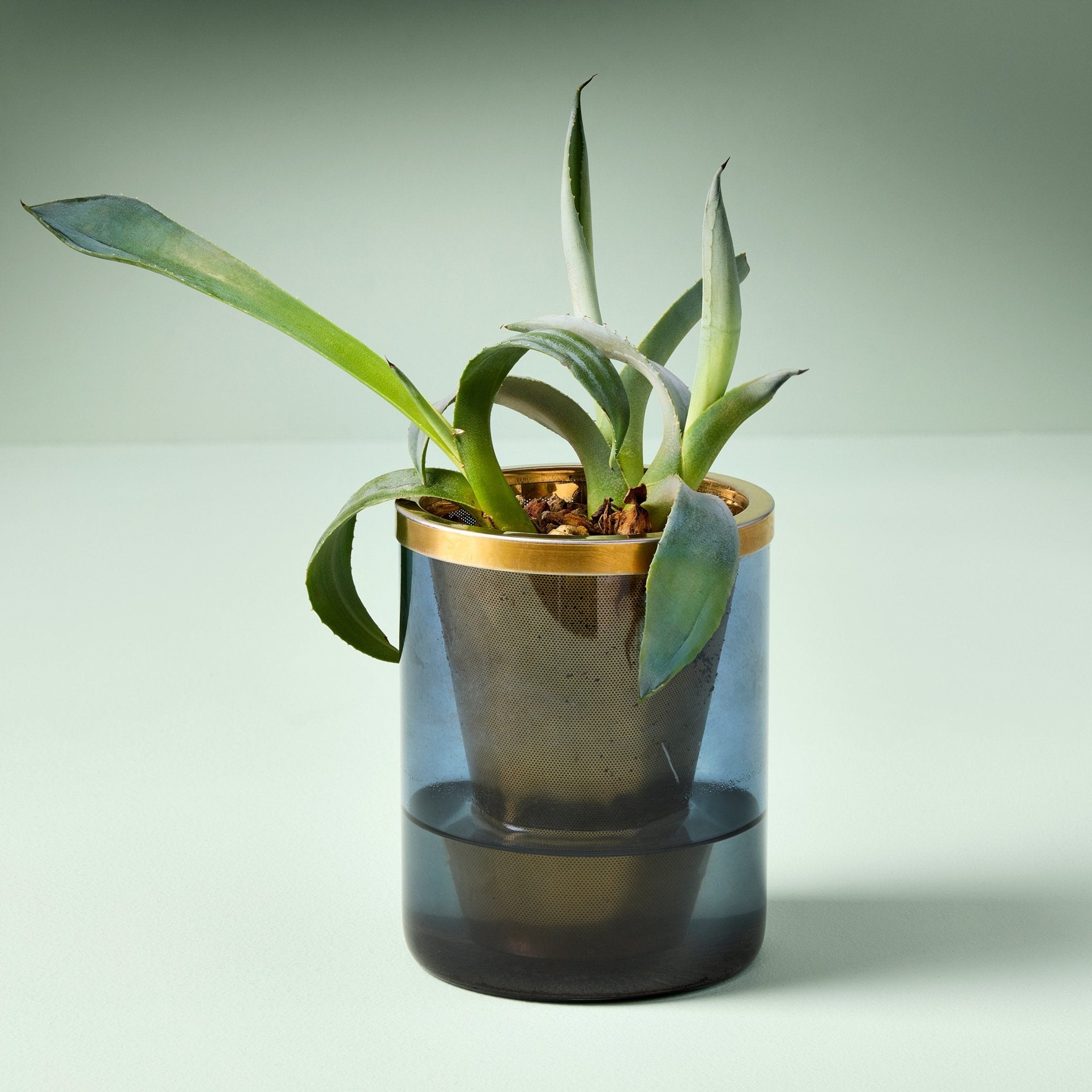 Agave Grow Kit - Cheeky Garden