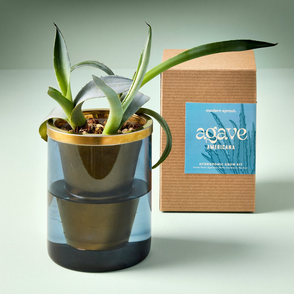 Agave Grow Kit - Cheeky Garden