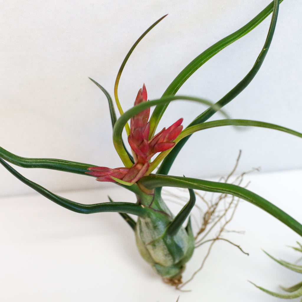 Air Element Bundle – Trio of Tillandsia Air Plants - Cheeky Garden