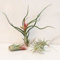 Air Element Bundle – Trio of Tillandsia Air Plants - Cheeky Garden