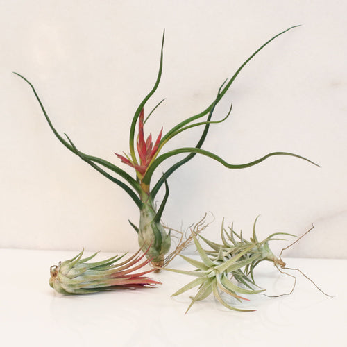 Air Element Bundle – Trio of Tillandsia Air Plants - Cheeky Garden