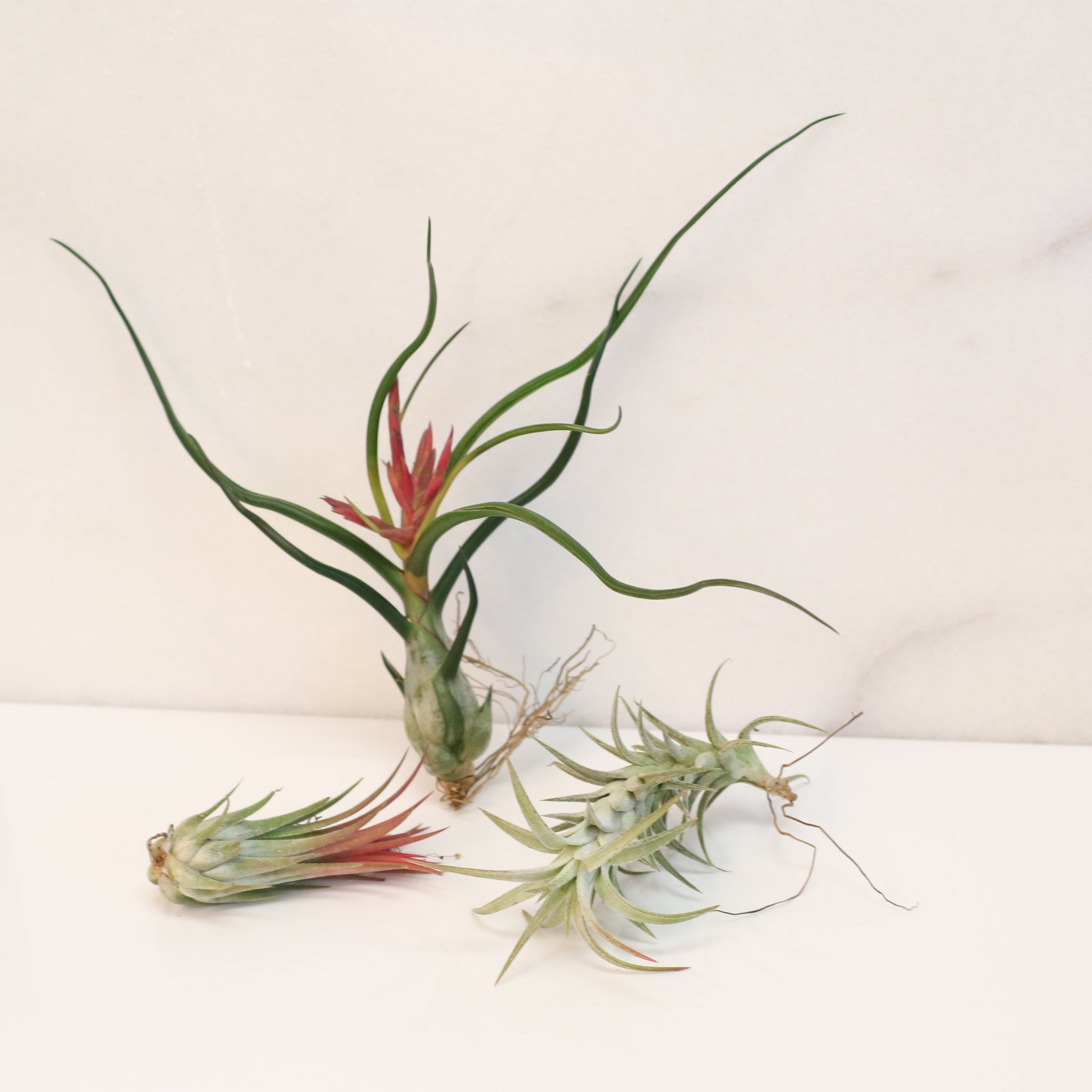 Air Element Bundle – Trio of Tillandsia Air Plants - Cheeky Garden
