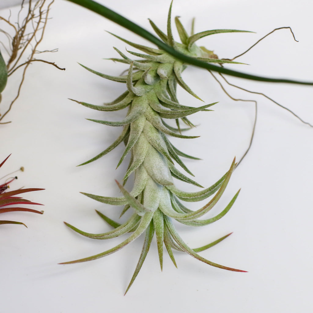 Air Element Bundle – Trio of Tillandsia Air Plants - Cheeky Garden