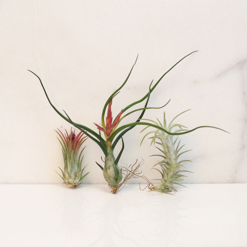 Air Element Bundle – Trio of Tillandsia Air Plants - Cheeky Garden