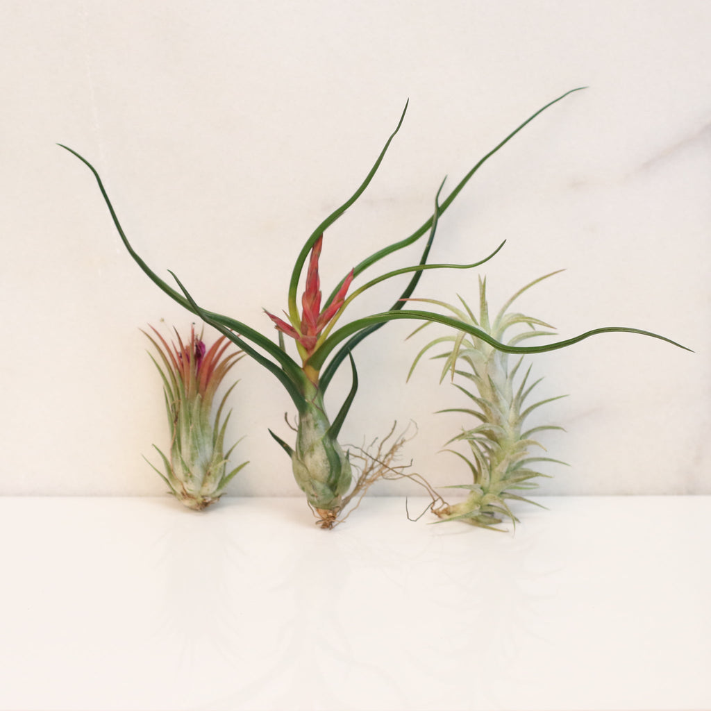 Air Element Bundle – Trio of Tillandsia Air Plants - Cheeky Garden