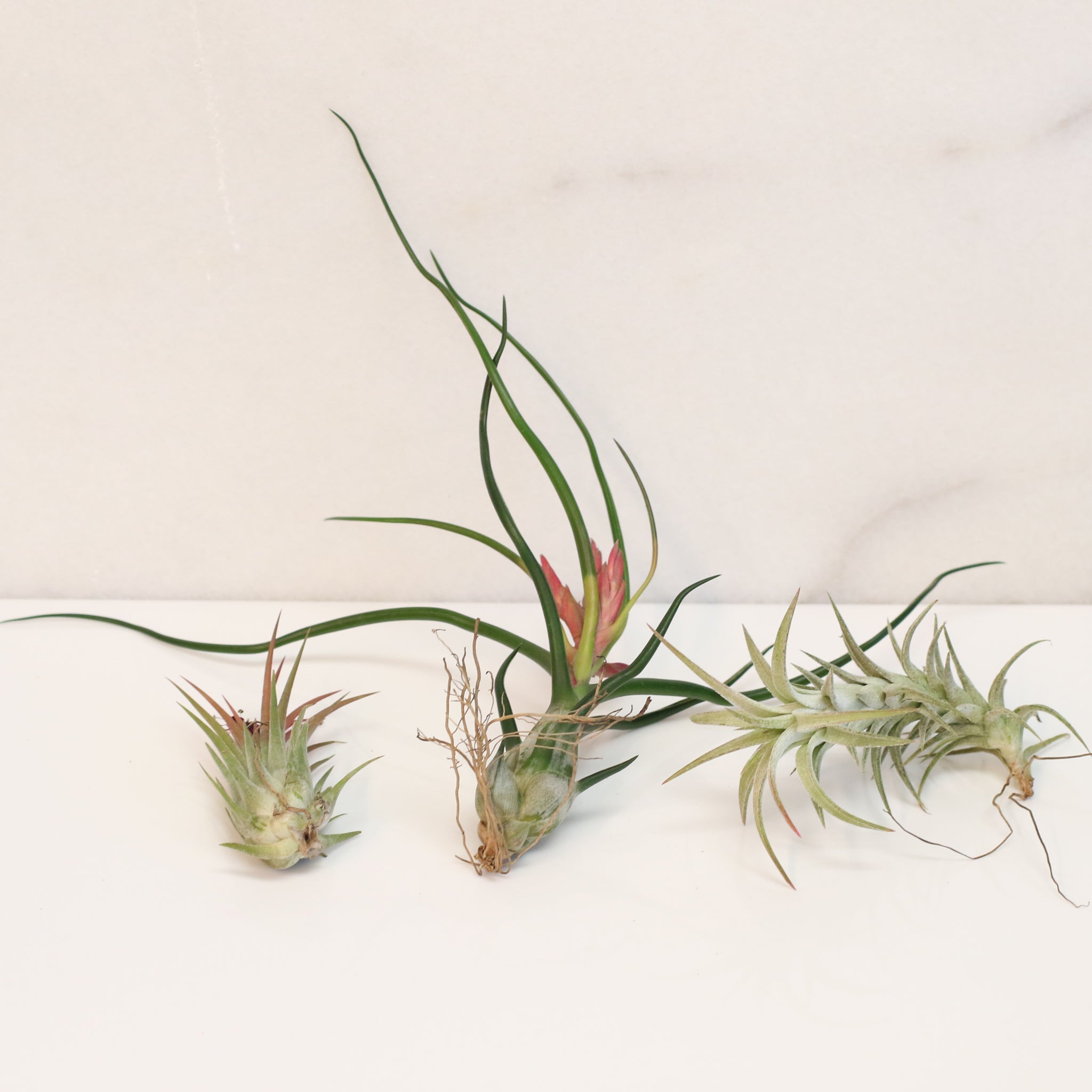 Air Element Bundle – Trio of Tillandsia Air Plants - Cheeky Garden