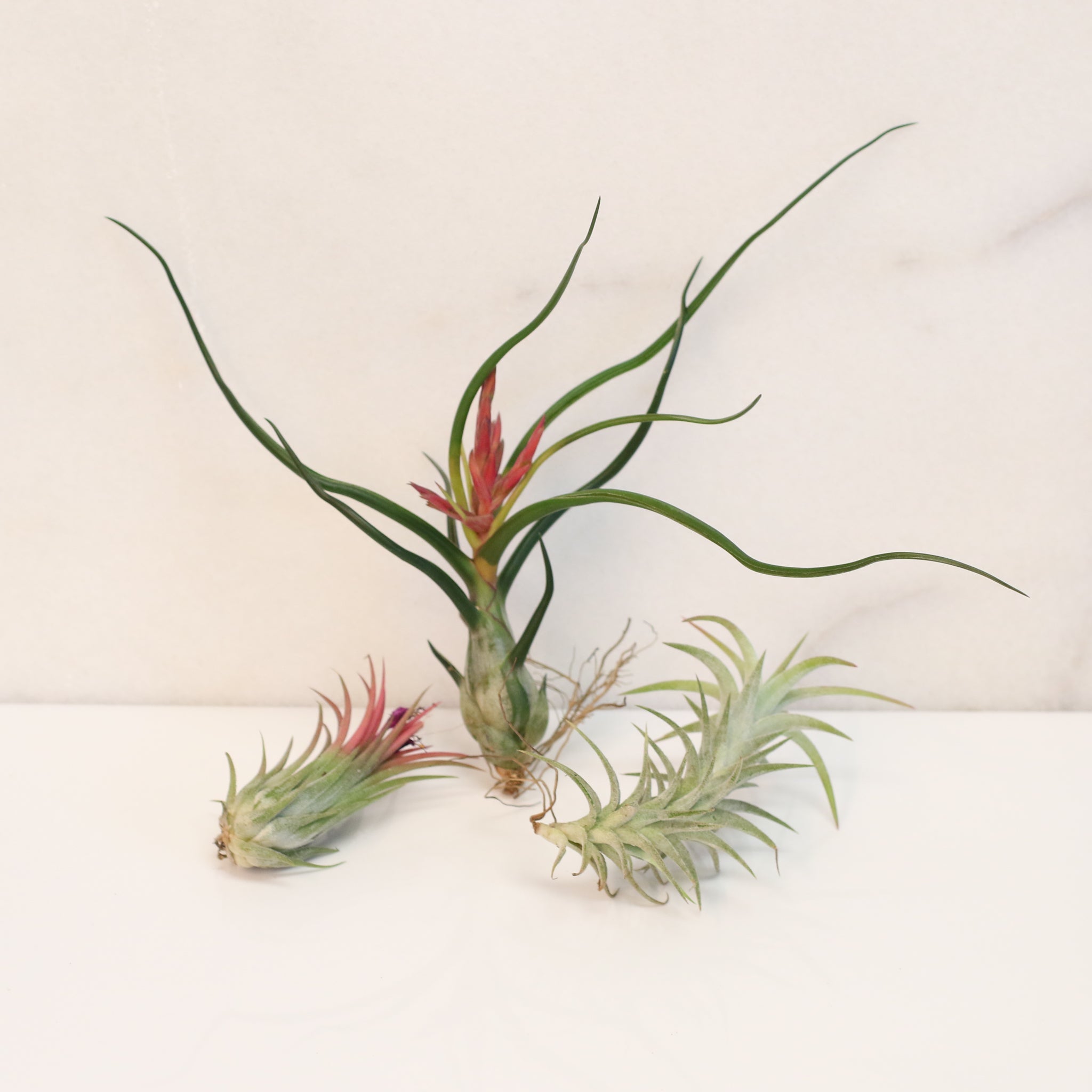 Air Element Bundle – Trio of Tillandsia Air Plants - Cheeky Garden