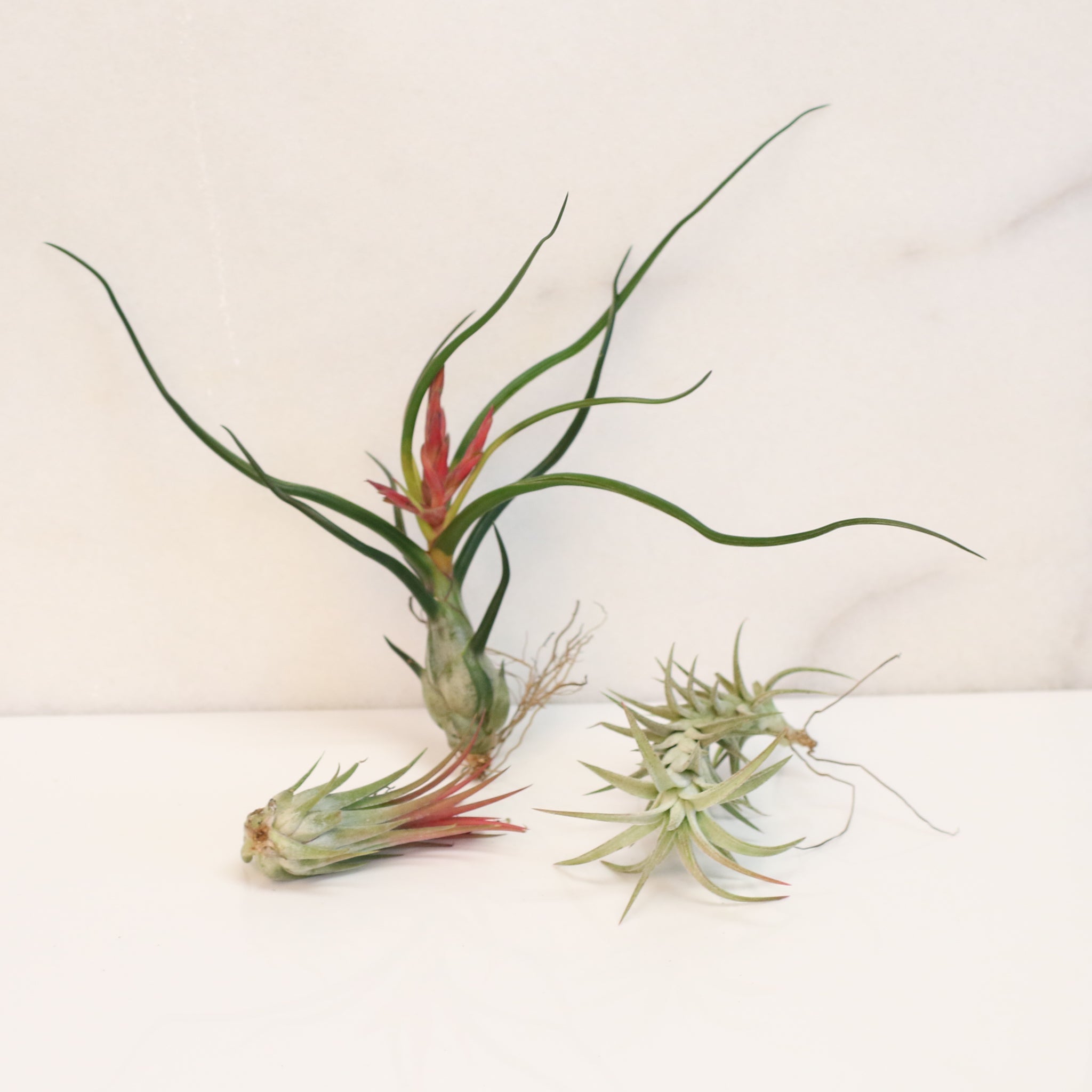 Air Element Bundle – Trio of Tillandsia Air Plants - Cheeky Garden
