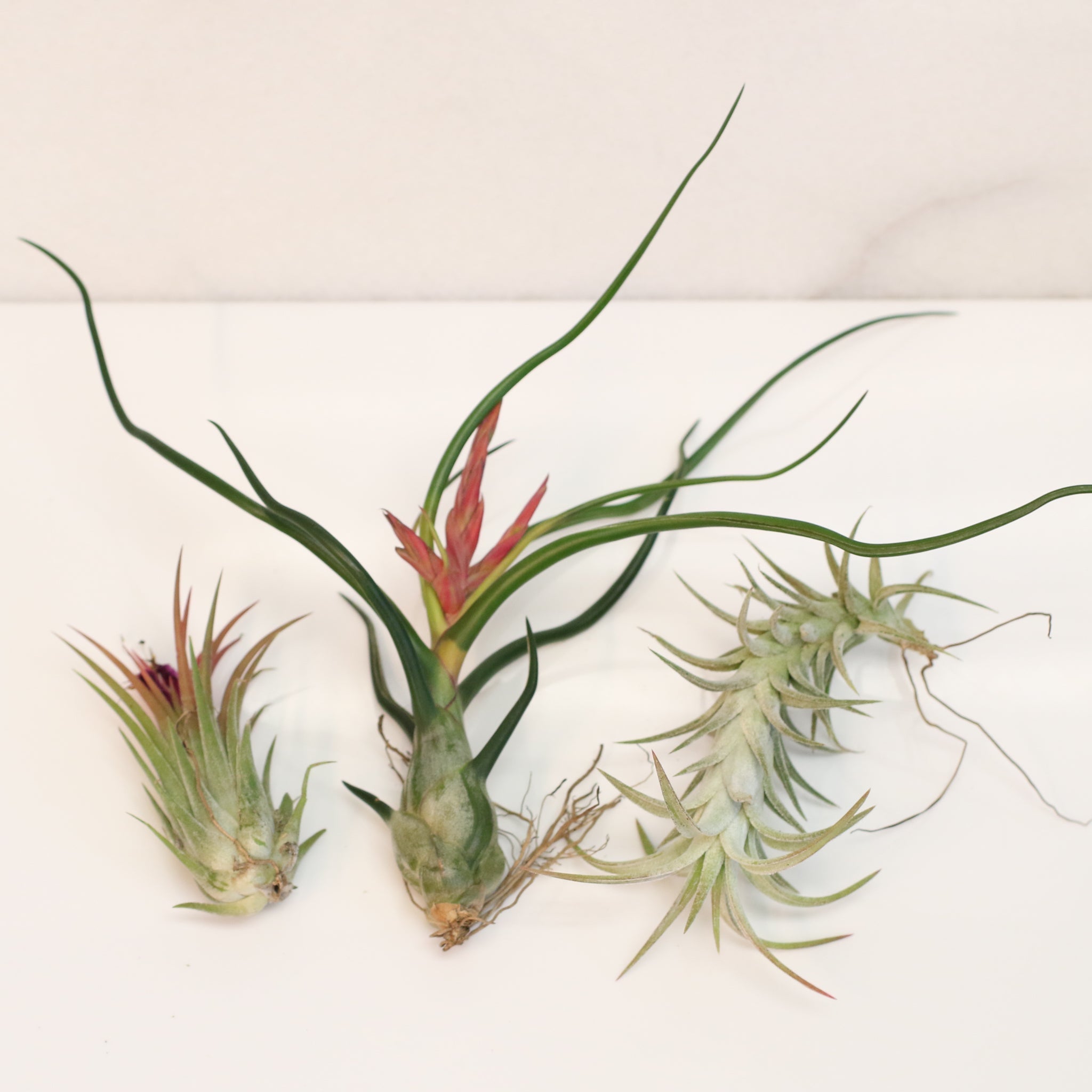 Air Element Bundle – Trio of Tillandsia Air Plants - Cheeky Garden