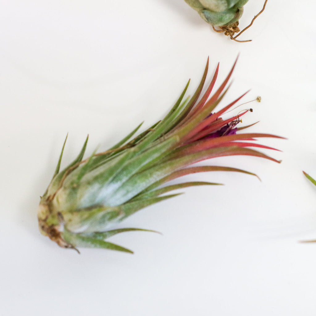 Air Element Bundle – Trio of Tillandsia Air Plants - Cheeky Garden
